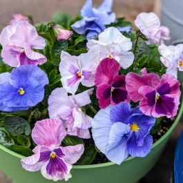 Organic Cotton Candy Mint Plant good 1 count Very Large / grown in U.S.A.